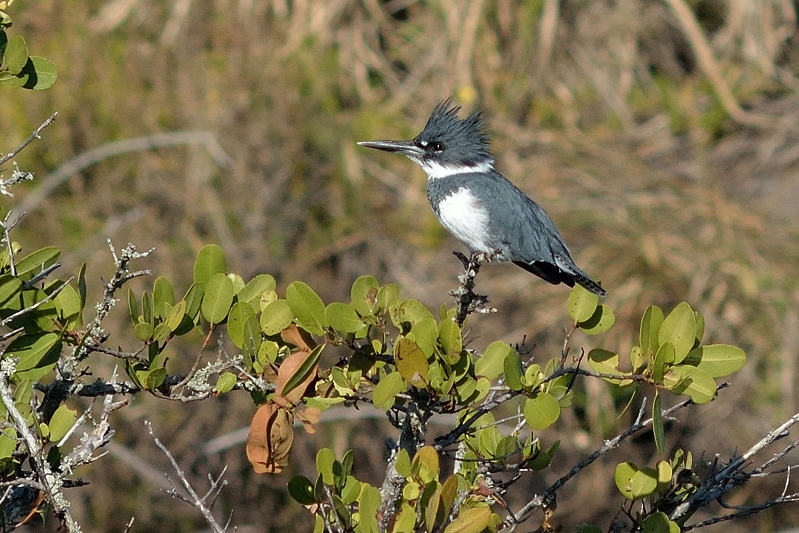 Bandijsvogel